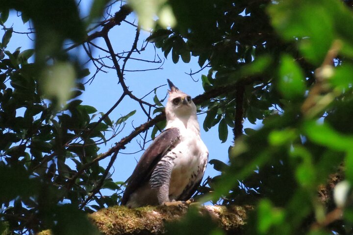 Shared 5 Hours Monteverde Bird Watching - Photo 1 of 11